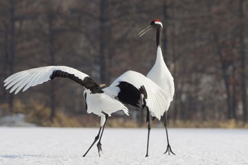Obraz premium Japanese Crane, Red-Crowned Crane in Hokkaido, Japan