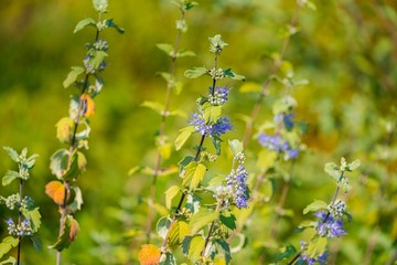 Purple wild flowers on green background with sunlight