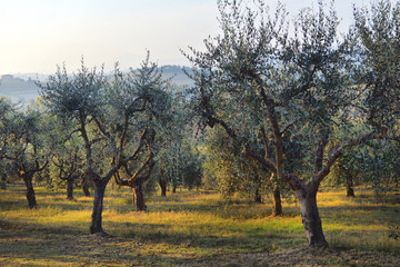 Olive trees garden. Mediterranean olive field ready for harvest. Italian olive's grove with ripe...