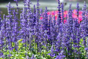 Fototapeta premium Purple flower and green leaf in garden at sunny summer or spring day for postcard beauty decoration and agriculture design. Blue Salvia flower.