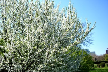 blooming apple tree in spring