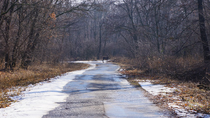 a young deer going through the road © majorstockphoto
