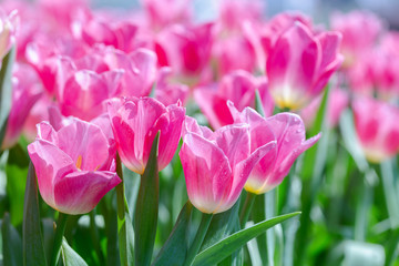 Obraz premium Tulip flower with green leaf background in tulip field at winter or spring day for postcard beauty decoration and agriculture concept design.
