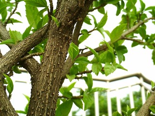 Fototapeta premium tree in the garden