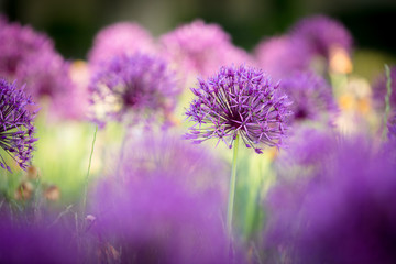 leuchtende Alliumblüten