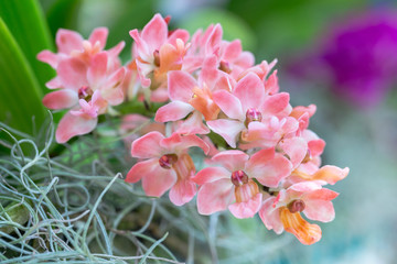 Orchid flower in orchid garden at winter or spring day for postcard beauty and agriculture idea concept design. Rhynchostylis Orchid.