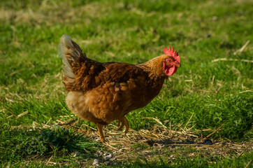  Hen in the field