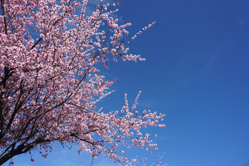 Tree in blossom in Santiago del Teide, Tenerife, cherry blossom, spring