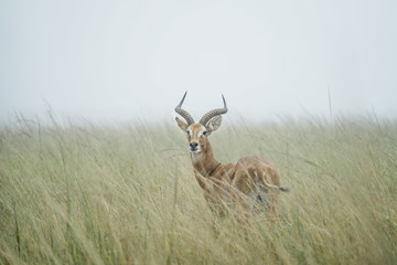 Antilope in Uganda