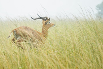 Antilope de agua in Murchison falls
