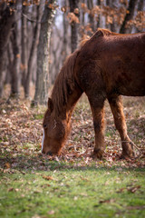 Fototapeta premium Horse in the park. Spring day in the park. Horse walking in the park. 