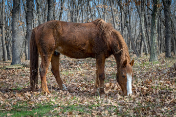 Fototapeta premium Horse in the park. Spring day in the park. Horse walking in the park. 