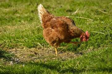  Hen in the field