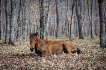 Horse in the park. Spring day in the park. Horse walking in the park. 