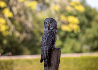 Great grey owl (Strix nebulosa). Night birds of prey