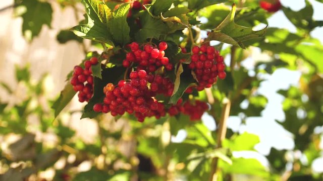red berries of viburnum on a bush in the forest. Branch of red Viburnum in the garden. Viburnum berries and leaves of viburnum in early autumn outdoors