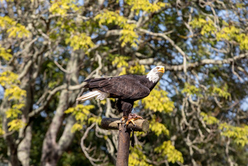 An American Bald Eagle - Haliaeetus leucocephalus