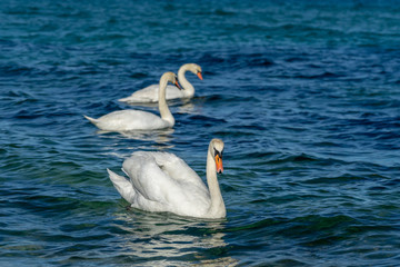 Beautiful swans in the sea. Spring day with swans swimming in the sea. 
