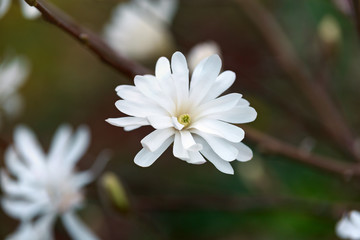 Flowering beautiful white magnolia in spring garden