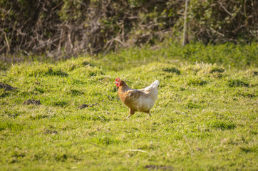  Hen in the field