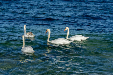 Beautiful swans in the sea. Spring day with swans swimming in the sea. 