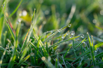 Dew Drops on the grass at beautiful spring morning in the park