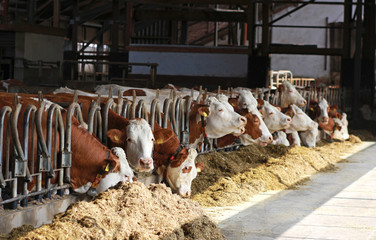 row of Simmental cows eating