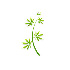 Fototapeta premium Cannabis A green branch (Cannabis indica, Marijuana) medicinal plant with leaves. Watercolor hand drawn painting illustration isolated 