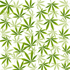 Fototapeta na wymiar Cannabis A green branch (Cannabis indica, Marijuana) medicinal plant with leaves. Watercolor hand drawn painting illustration isolated 
