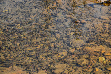 Agidel river near its source. There's a little depth here. The river is cold, clean and clear water.