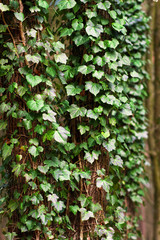 ivy on a tree trunk