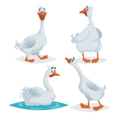 Cute geese in different poses. Cartoon flat style farm animals  birds collection. Walking, standing, swimming goose. Vector illustration isolated on white background. © Sketch Master
