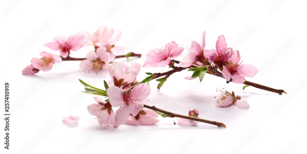 Wall mural Blooming peach flowers on twig isolated on white background