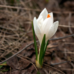 Crocus - white with a bright orange pestle on the background of last yearâ€™s leaves.