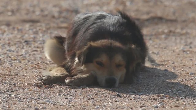 A stray dog sleeping on sandy beach, the wind waving his hair