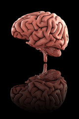 Medically accurate 3d render of the male human brain