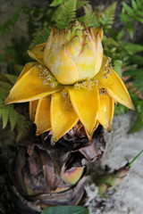In a floral exhibition (France)