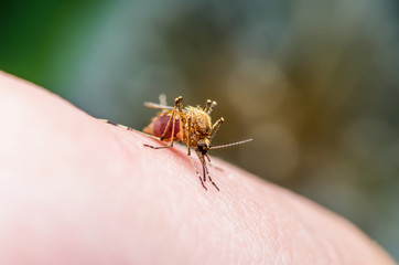 Yellow Fever, Malaria or Zika Virus Infected Culex Mosquito Parasite Insect Macro