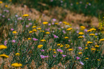Field spring summer flowers with blurred background