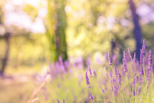 Beautiful Lavender Flowers In The City Park, Blur, Bokeh, Background For Site