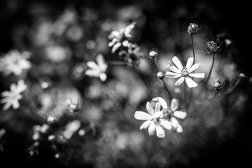 Cosmos flower on black and white background