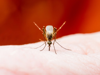 Encephalitis, Yellow Fever, Malaria Disease or Zika Virus Infected Culex Mosquito Parasite Insect Macro on Red Background