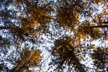 Trees from bellow enlightened by the sun