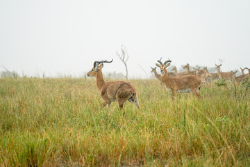 Naklejka na ściany i meble group of Impala macho in Murchison Falls with rain