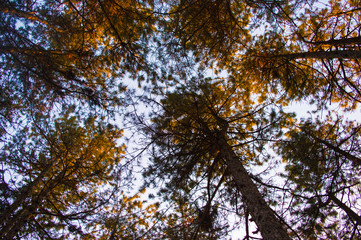 Trees from bellow enlightened by the sun