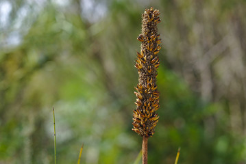 Dying yellow bottle brush flower