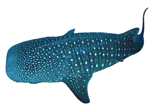 Whale Shark isolated on white background	  
