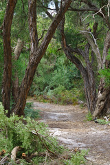 Walking path in forest