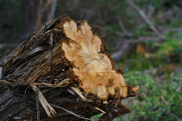 Chopped tree with peeling bark