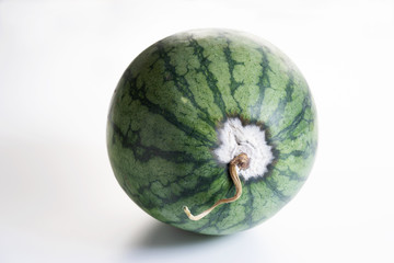 Whole watermelon with mold